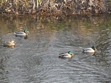 Spacer po Sieradzu w ramach Zimowego Ptakoliczenia 2025, 